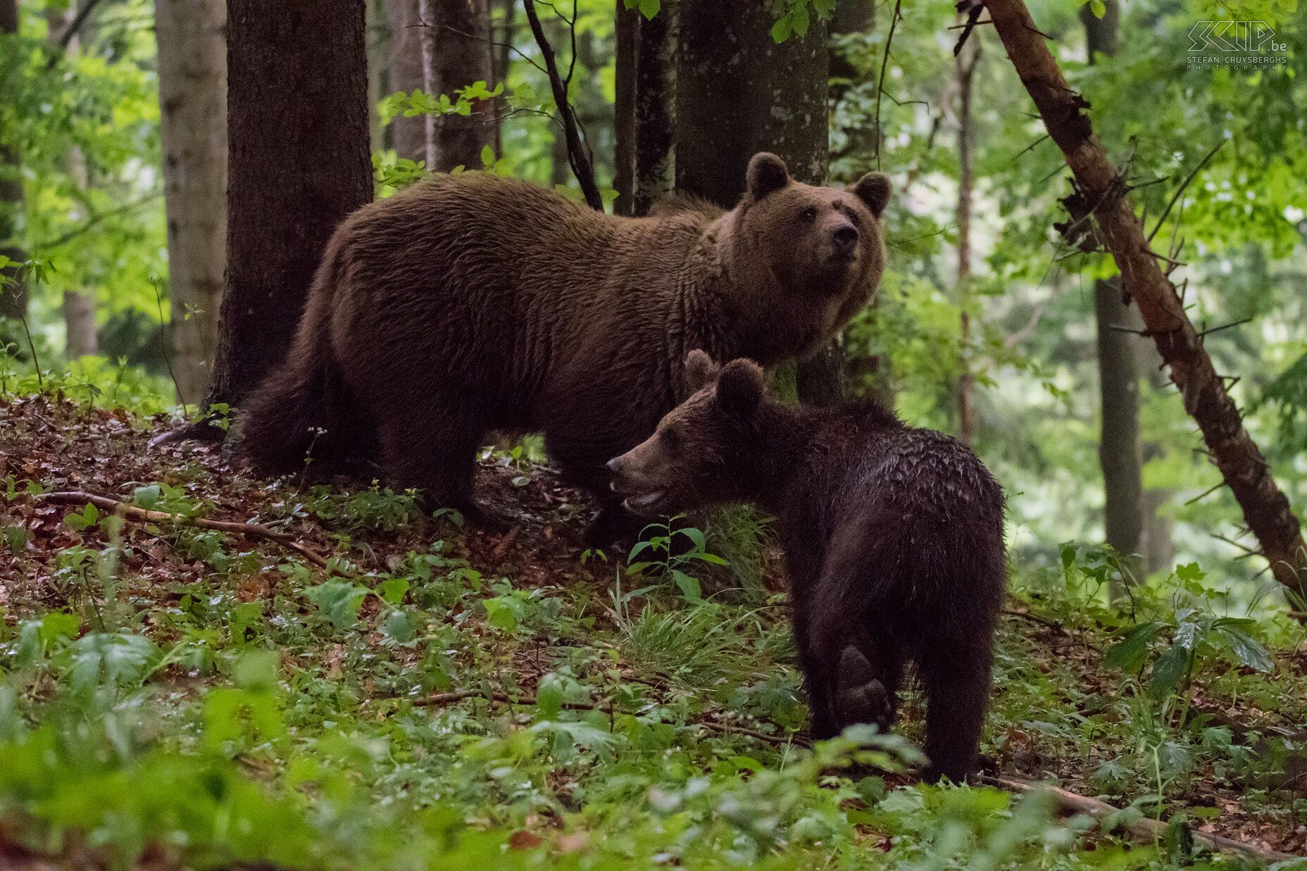 Notranjska - Mother bear with cub  Stefan Cruysberghs